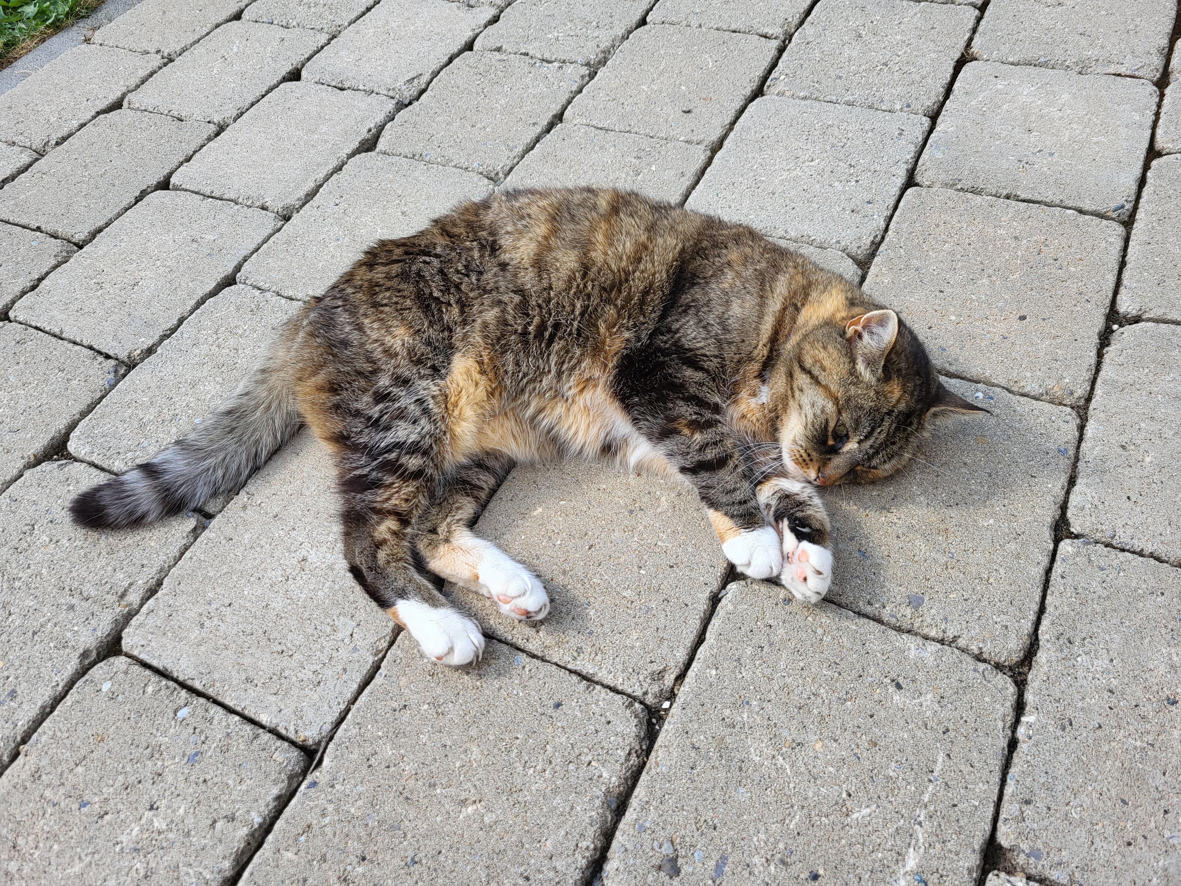 Mobirise Website Builder